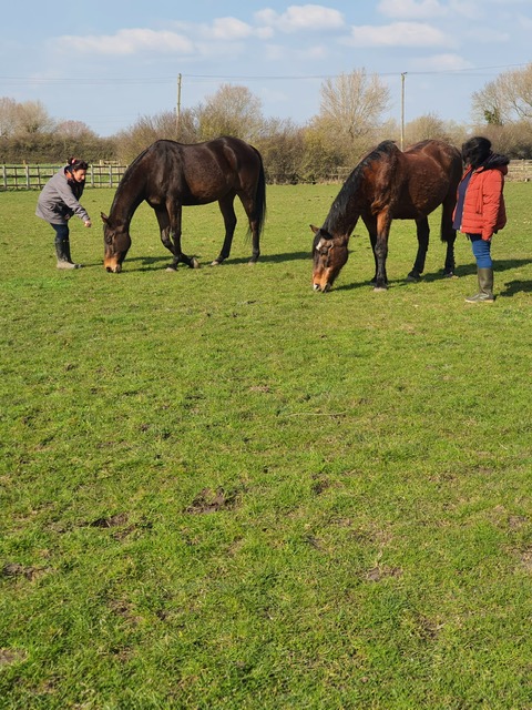 Meeting the horses