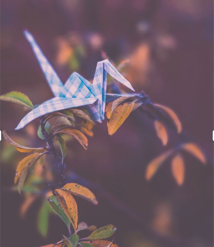 origami in nature
